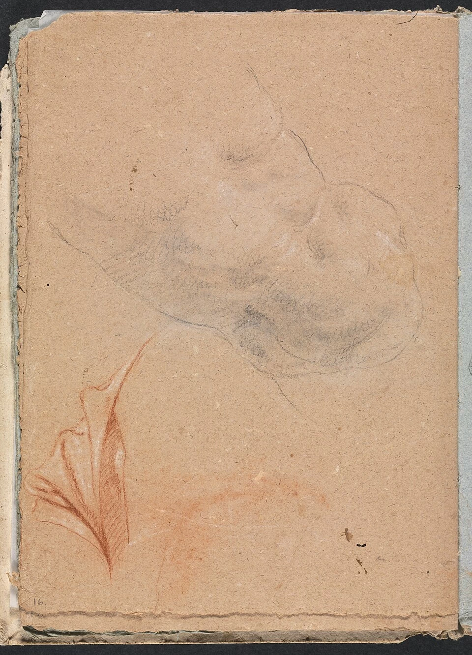 Torso maschile nudo con drappeggio - Cleveland Museum of Art